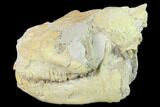 Fossil Oreodont (Merycoidodon) Skull - Wyoming #134347-3